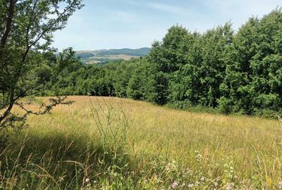 Spațiu comercial, în Căpeți - 4