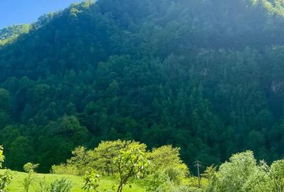 Casă cu 4 camere cu Teren 1500 Mp în Dobra - 8