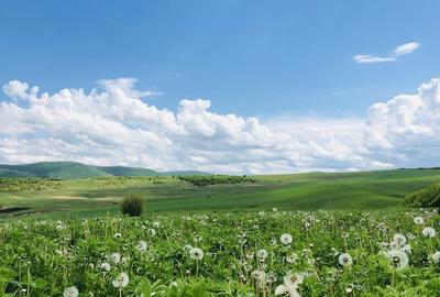 Teren de 120000 mp, în Baciu - 1