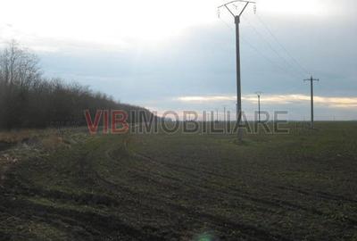 Teren de 61830 mp, în Belciugatele - 10