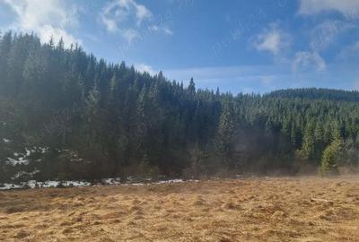 Teren de 40000 mp, în Poiana Horea