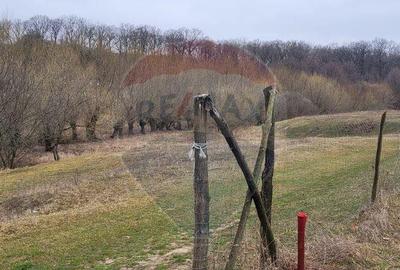 Teren 2925 mp comuna Mitocu Dragomirnei - 15