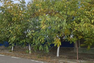 Casă individuală cu 3 camere cu Teren 7290 Mp în Socodor - 13