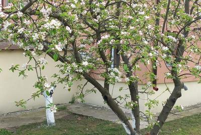 Casă cu 4 camere în Movilița - 4