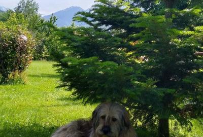 Casă cu 5 camere în Dejani - 2