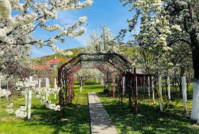 Casă cu Teren 1230 Mp în Central - 8