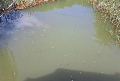 RECO, Cabana pe apa in Padurea Neagra, Bihor - 12