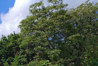 Teren de vanzare Berceni - 1