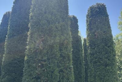 Casă cu 4 camere cu Teren 787 Mp în Ultracentral - 3