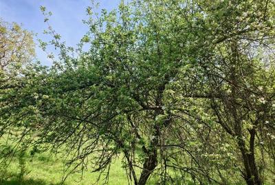 Teren intravilan si cladire in Apuseni, Blajeni, Hd Teren intravilan si cladire in Apuseni, Blajeni, Hd - 15