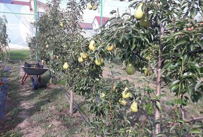 Vand gradina cu livada ,casuta de vara si anexe-Livada-Arad. - 2