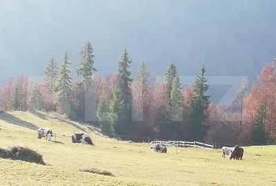 Teren de vanzare, Scarisoara, ideal pentru cabana - 3