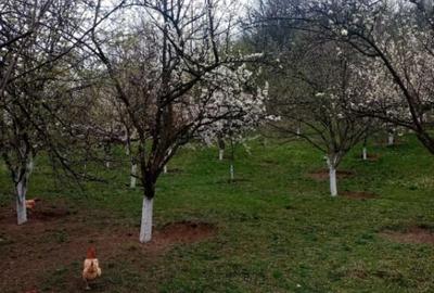 Casa in Motru, Com Slivilesti, Sat Miculesti - 12