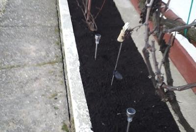 Casă individuală cu 2 camere cu Teren 3525 Mp în Șauaieu - 6