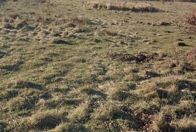 Teren de 455 mp, în Borhanci