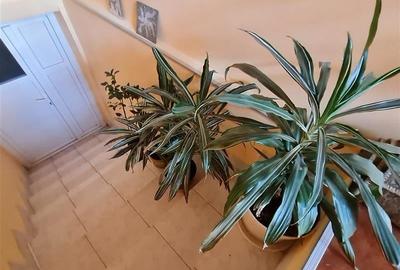 Pe incantare florala, casa cu 5 camere, curte individuala - Central, Brasov - 38