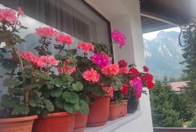 Apartament 2 camere in vila, peisaj fantastic catre mun?ii Bucegi!!! - 13