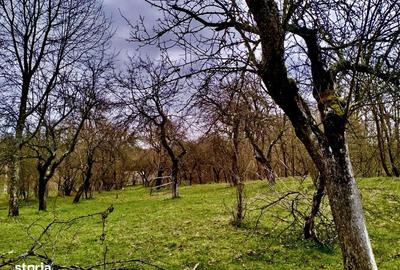 Teren de 5000 mp, în Central - 3