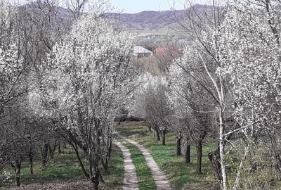 Oferta casa  Pucioasa 110mp construiti  5286mp teren - 5