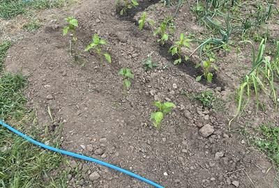 Spațiu comercial, în Pisc - 2