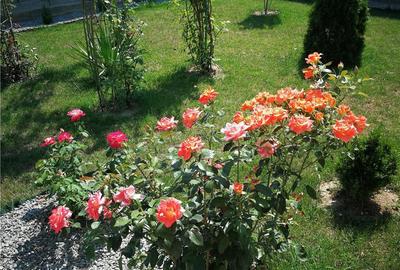 Casă cu 1 camere în Central