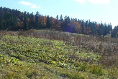 Predeal-Teren intravilan situat in Paraul Rece - 2