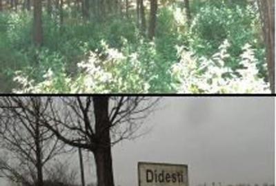 Teren Didesti, ID: R2058941 - 2