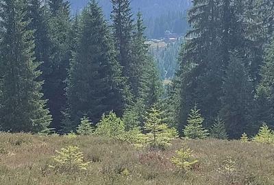 Spațiu comercial, în Poiana Horea - 5