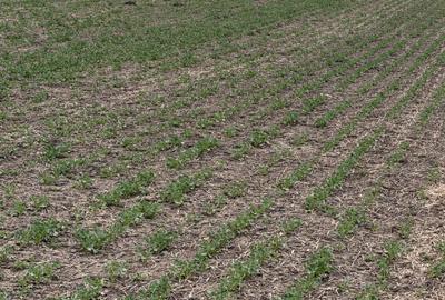 Spațiu comercial, în Vasilați - 3