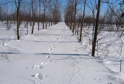 Teren în Gheorghe Lazăr - 4