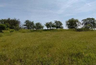 Teren de 925 mp, în Berceni