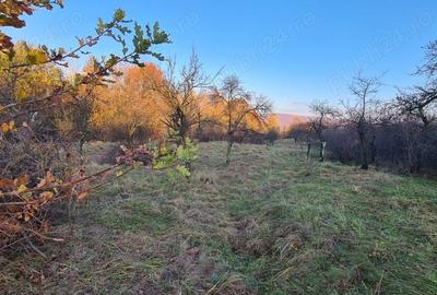 Teren de 8800 mp, în Băiculești - 1