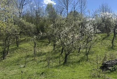 Spațiu comercial, de 2,035 mp, în Provița de Jos - 17