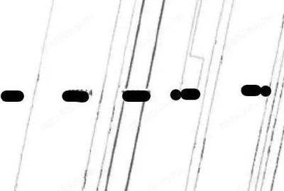 Teren extravilan arabil cota parte 3/32 Smardan, ID: R2763211 - 6