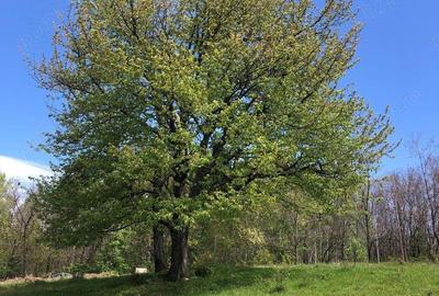 Teren Zona Turistica Transalpina - Pestera Muierilor 9.746 mp - 1