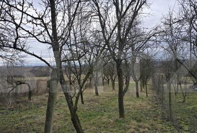 Teren de 1996 mp, în Viile Satu Mare - 12