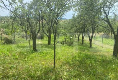 Teren intravilan 2774 mp, zona Dobrogeanu Gherea - 7