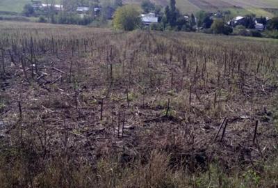 Teren de 6000 mp, în Popești - 5