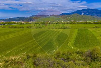 Teren agricol extravilan de 3000 mp, în Pănicel - 13