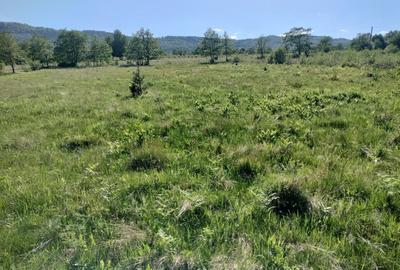 Teren de 5000 mp, în Vicovu de Sus - 2
