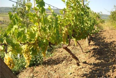 Teren de 6000 mp, în Frumoasa - 7