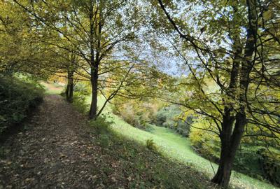 REZERVAT - TEREN BRAN - OPORTUNITATE INVESTITIE REZERVAT - TEREN BRAN - OPORTUNITATE INVESTITIE - 8