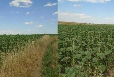 Teren extravilan Caldararu, ID: R2616308 - 15