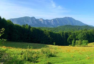 Teren de 2660 mp, în Timișu de Sus - 4