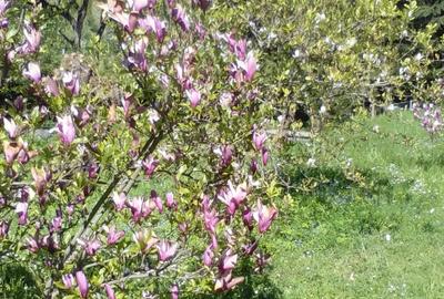 Casă cu Teren 6000 Mp în Central - 4