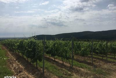 Teren de 650000 mp, în Zărnești - 1
