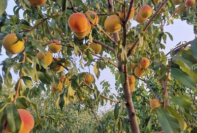 Cosereni, Ialomita - 18