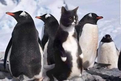 Inchiriez garsoniera mare la casa (vila) Bd Rebreanu - 3