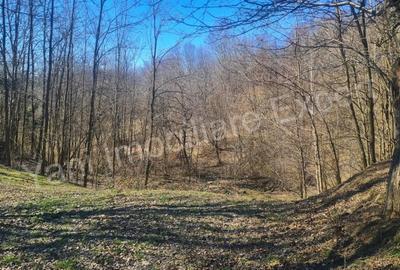 Casă cu Teren 9815 Mp în Borovinești - 12