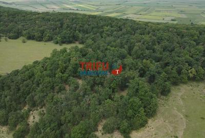 Teren cu priveliște și pădure pentru cabane de vânzare î Teren cu priveliște și pădure pentru cabane de vânzare î - 7
